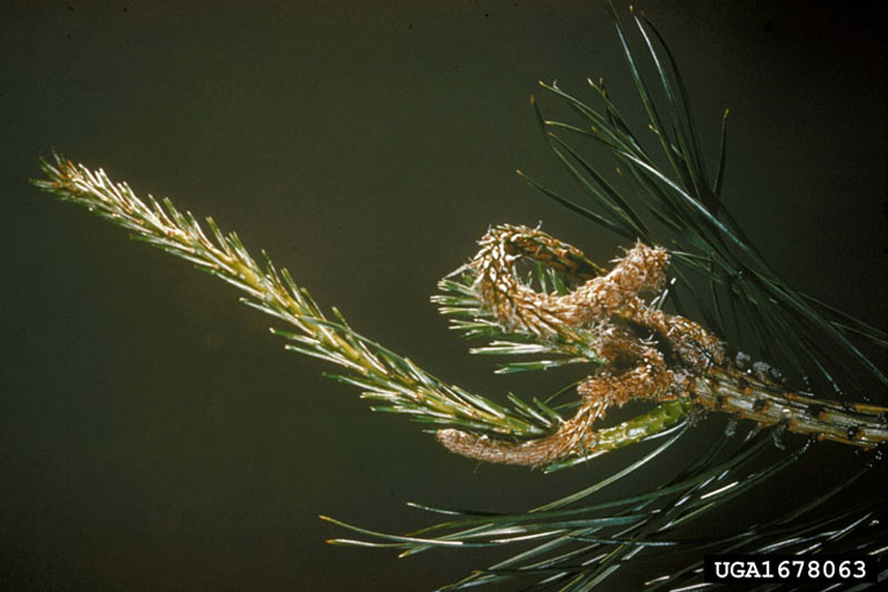 Rhyacionia buoliana (Denis and Schiffermuller)