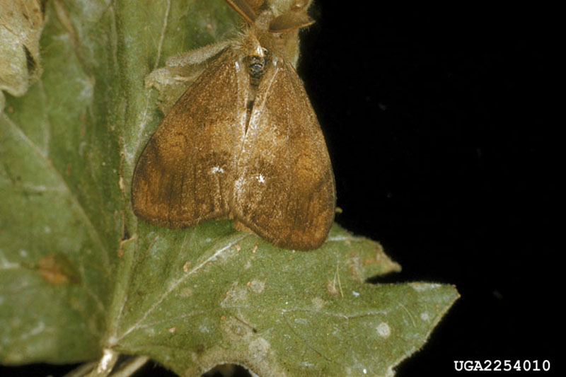 Orgyia antiqua (L.)