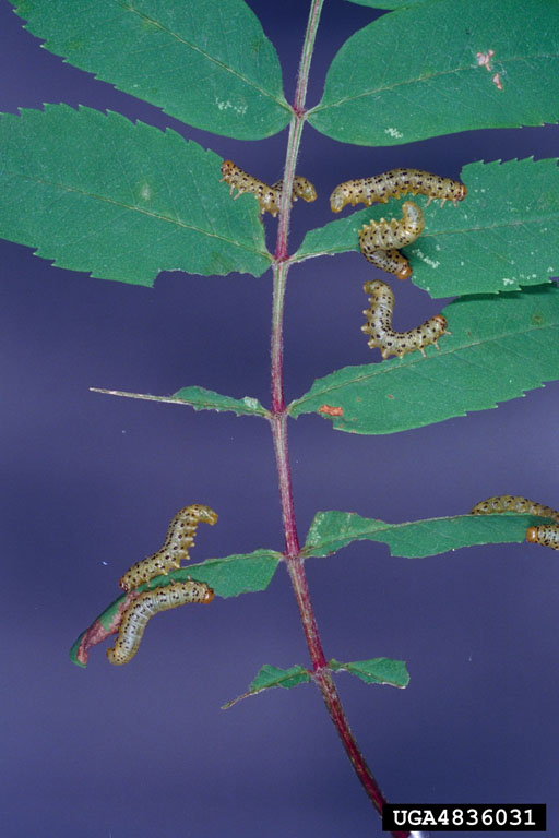 Pristiphora geniculata (Htg.)