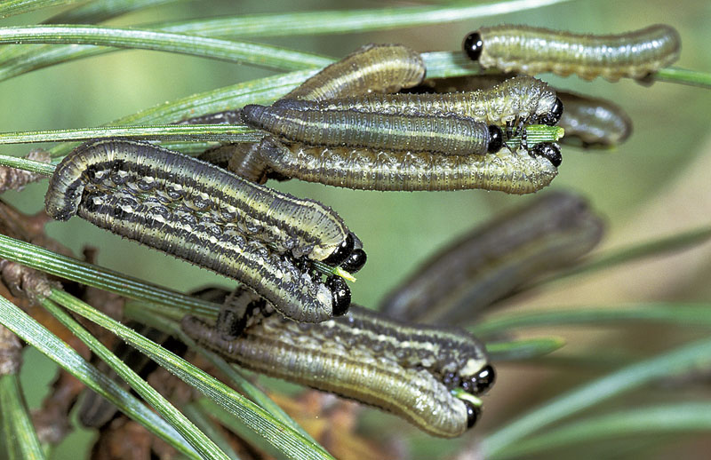 Neodiprion sertifer (Geoffroy)