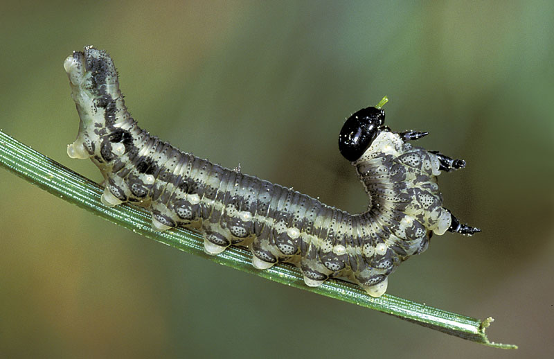 Neodiprion sertifer (Geoffroy)