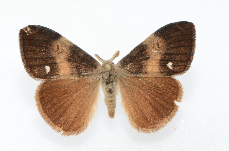 Orgyia antiqua (L.)