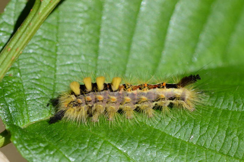 Orgyia antiqua (L.)