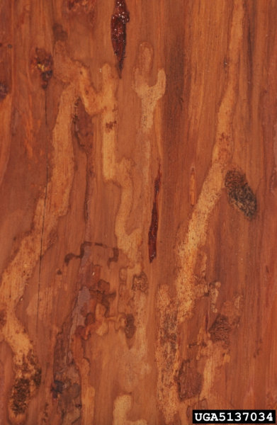Tetropium fuscum (Fabricius)