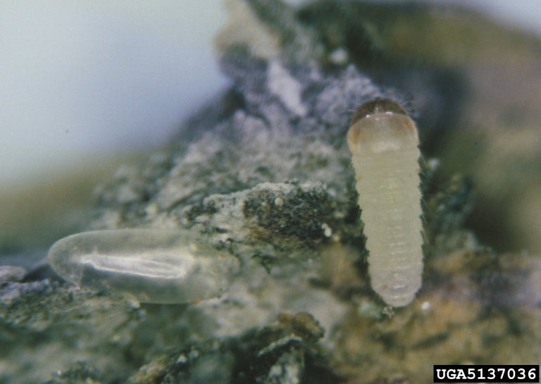 Tetropium fuscum (Fabricius)