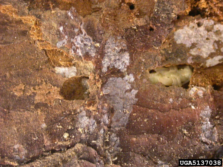 Tetropium fuscum (Fabricius)