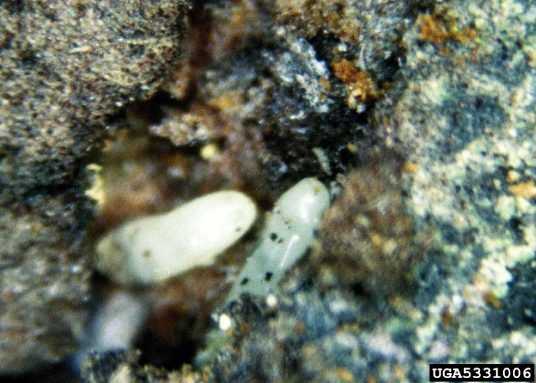 Tetropium fuscum (Fabricius)