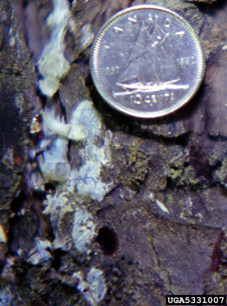 Tetropium fuscum (Fabricius)
