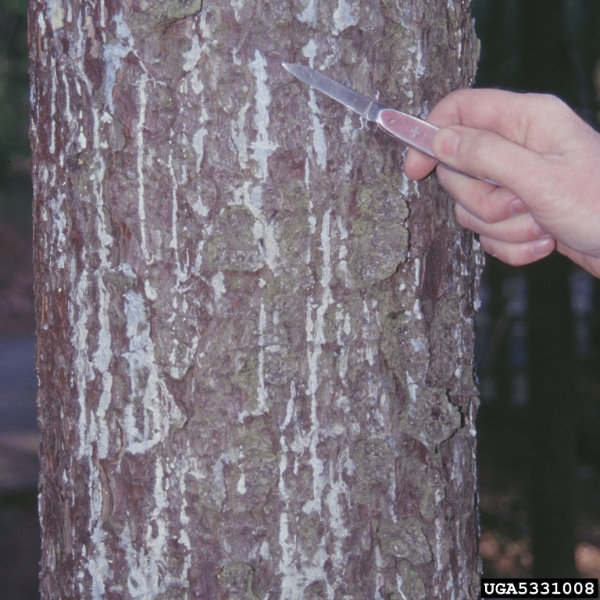 Tetropium fuscum (Fabricius)