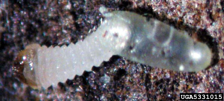 Tetropium fuscum (Fabricius)