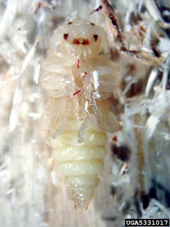 Tetropium fuscum (Fabricius)