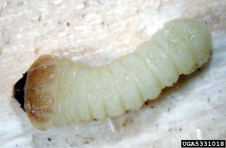 Tetropium fuscum (Fabricius)