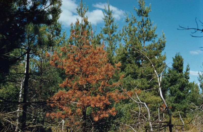 Cronartium ribicola J.C. Fisch.
