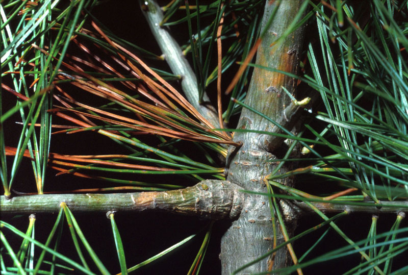 Cronartium ribicola J.C. Fisch.