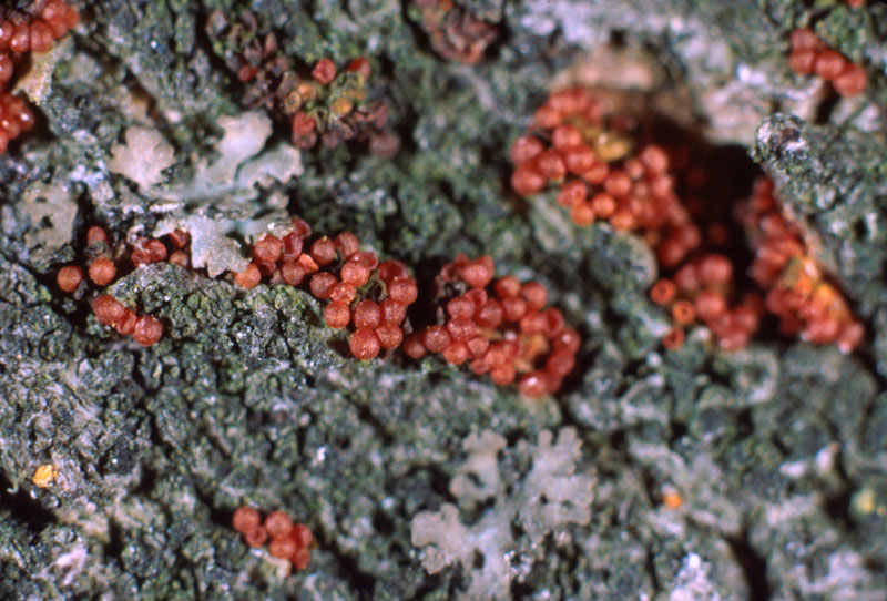 Neonectria faginata (Lohman et al.) Castl.