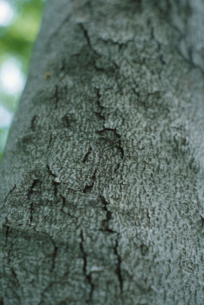 Neonectria faginata (Lohman et al.) Castl.