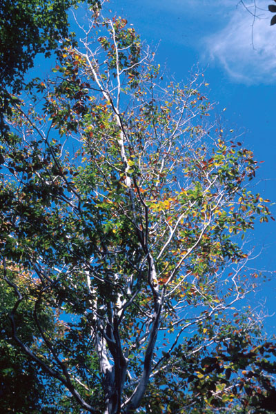 Neonectria faginata (Lohman et al.) Castl.