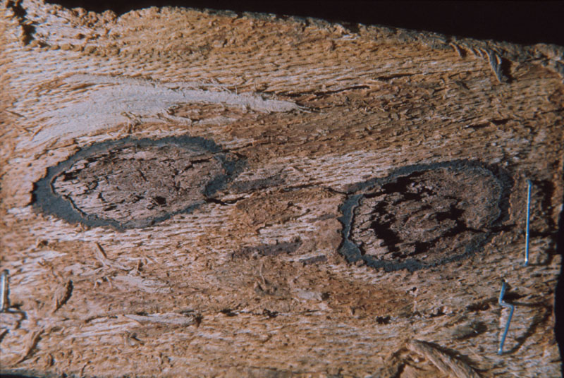 Neonectria faginata (Lohman et al.) Castl.