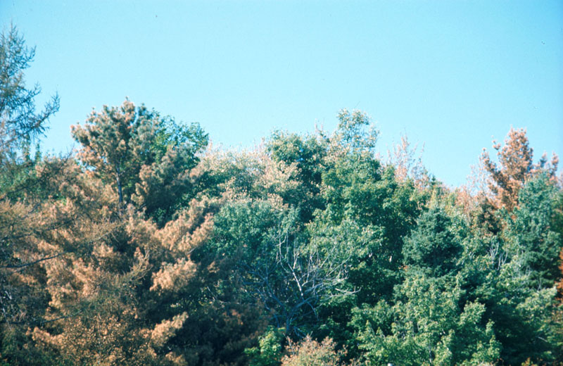 Cronartium ribicola J.C. Fisch.