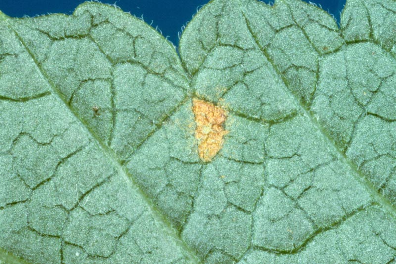 Cronartium ribicola J.C. Fisch.