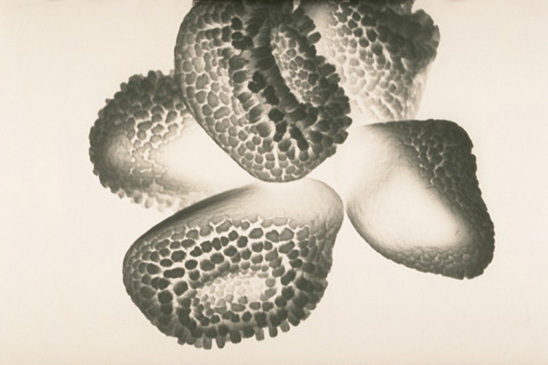 Cronartium ribicola J.C. Fisch.