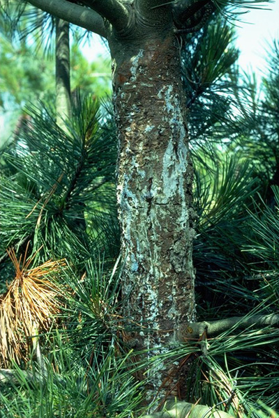 Cronartium ribicola J.C. Fisch.