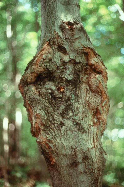 Eutypella parasitica R.W. Davidson & R.C. Lorenz