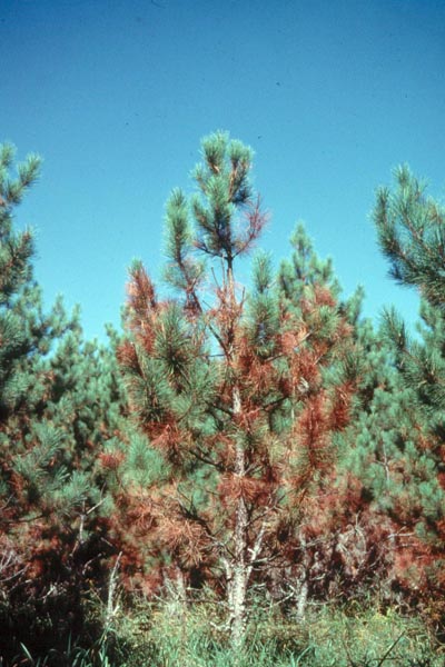 Gremmeniella abietina var. Eu (Lagerberg) Morelet