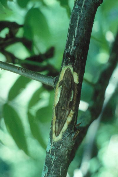Ophiognomonia clavigignenti-juglandacearum (N.B. Nair, Kostichka & J.E. Kuntze) Broders & Boland